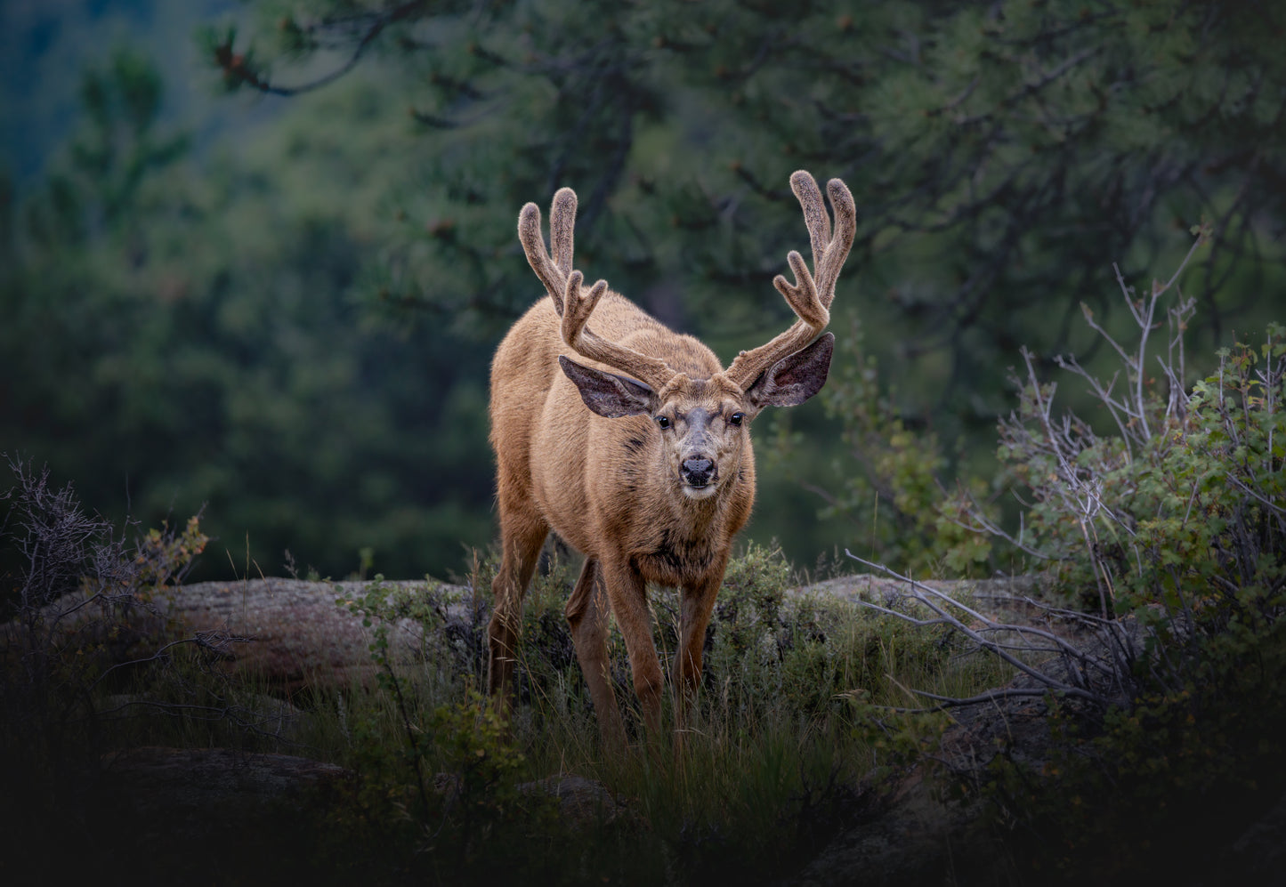 "HIGH ALERT" BUCK MULE DEER PRINT