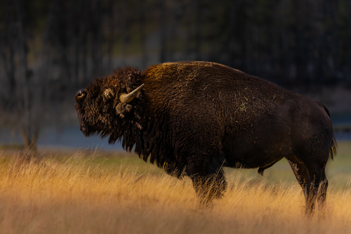 "NATIVE" BISON PRINT