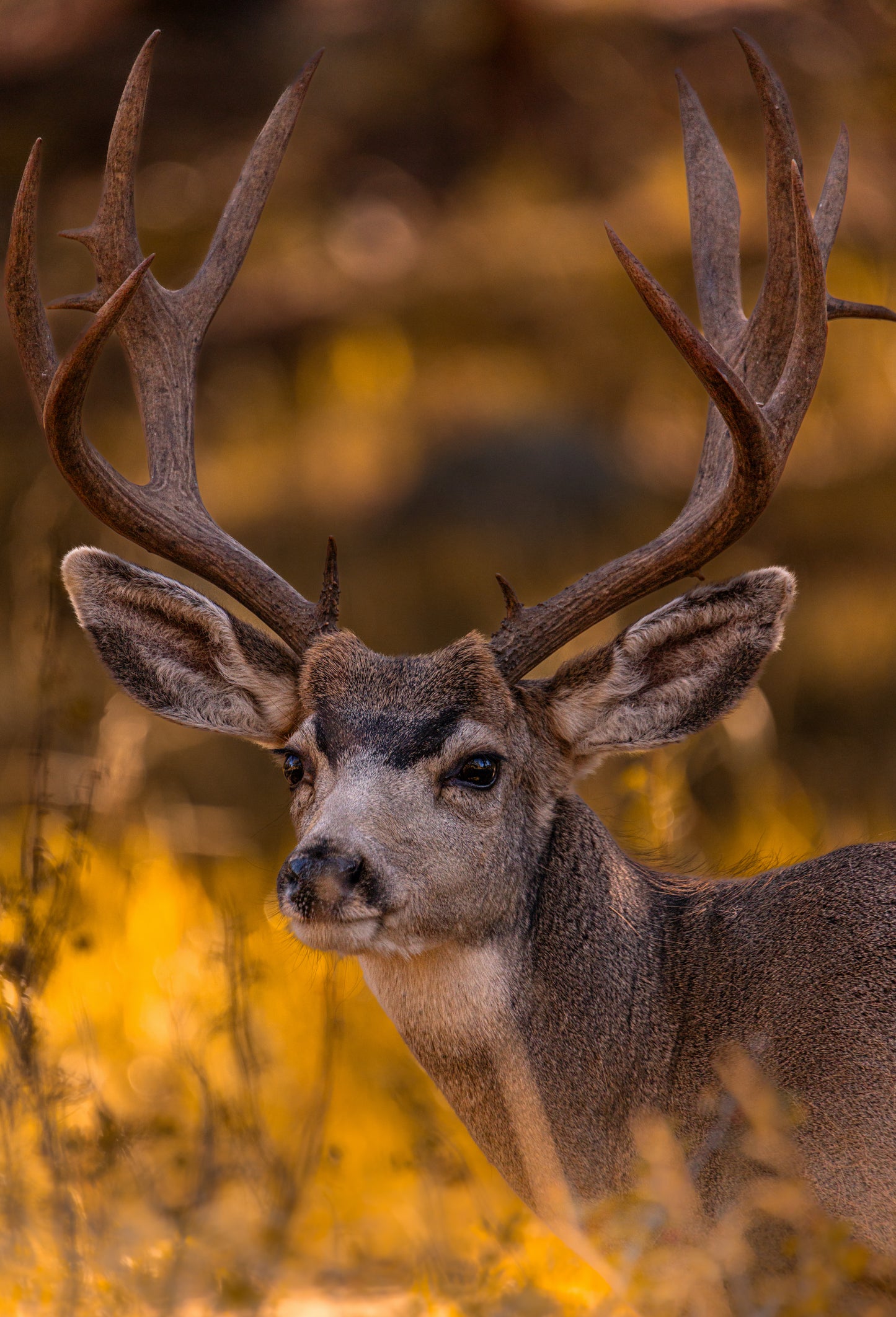 "NOVEMBER GOLD" BUCK MULE DEER PRINT