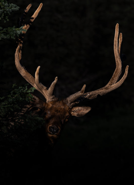 "OUT OF DARKNESS" BULL ELK PRINT