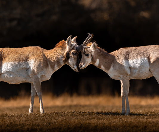 "LOVE OF A PRONGHORN" PRONGHORN PRINT