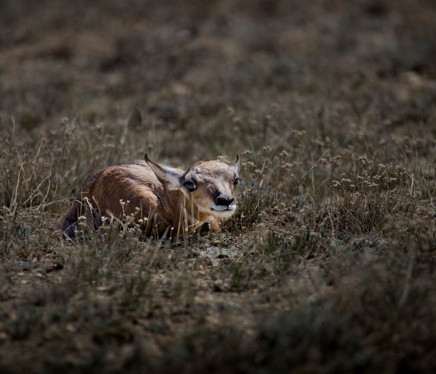 "GLOWING CUTENESS" NEWBORN PRONGHORN PRINT