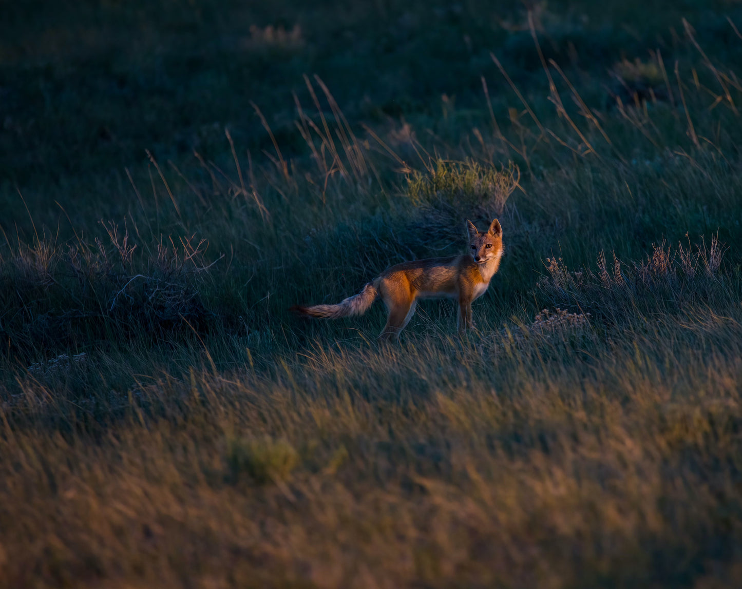 "GOLDEN LIGHT" SWIFT FOX PRINT