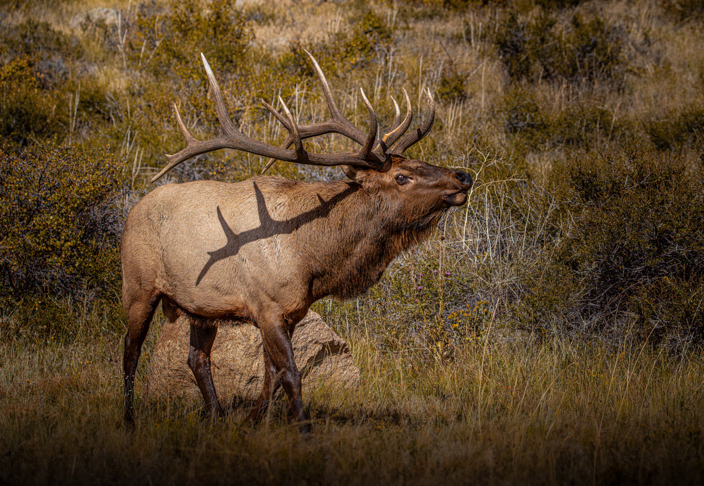 "TATTED" BULL ELK PRINT