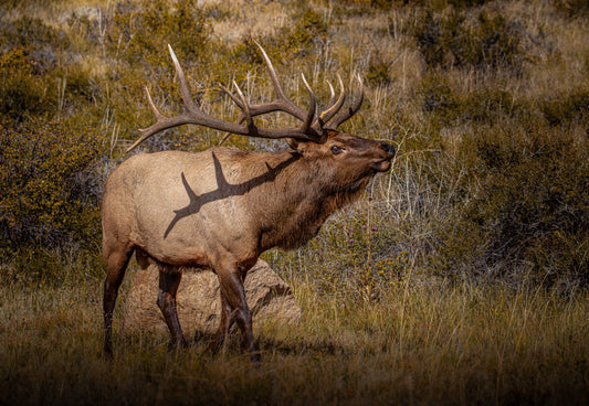 "TATTED" BULL ELK PRINT