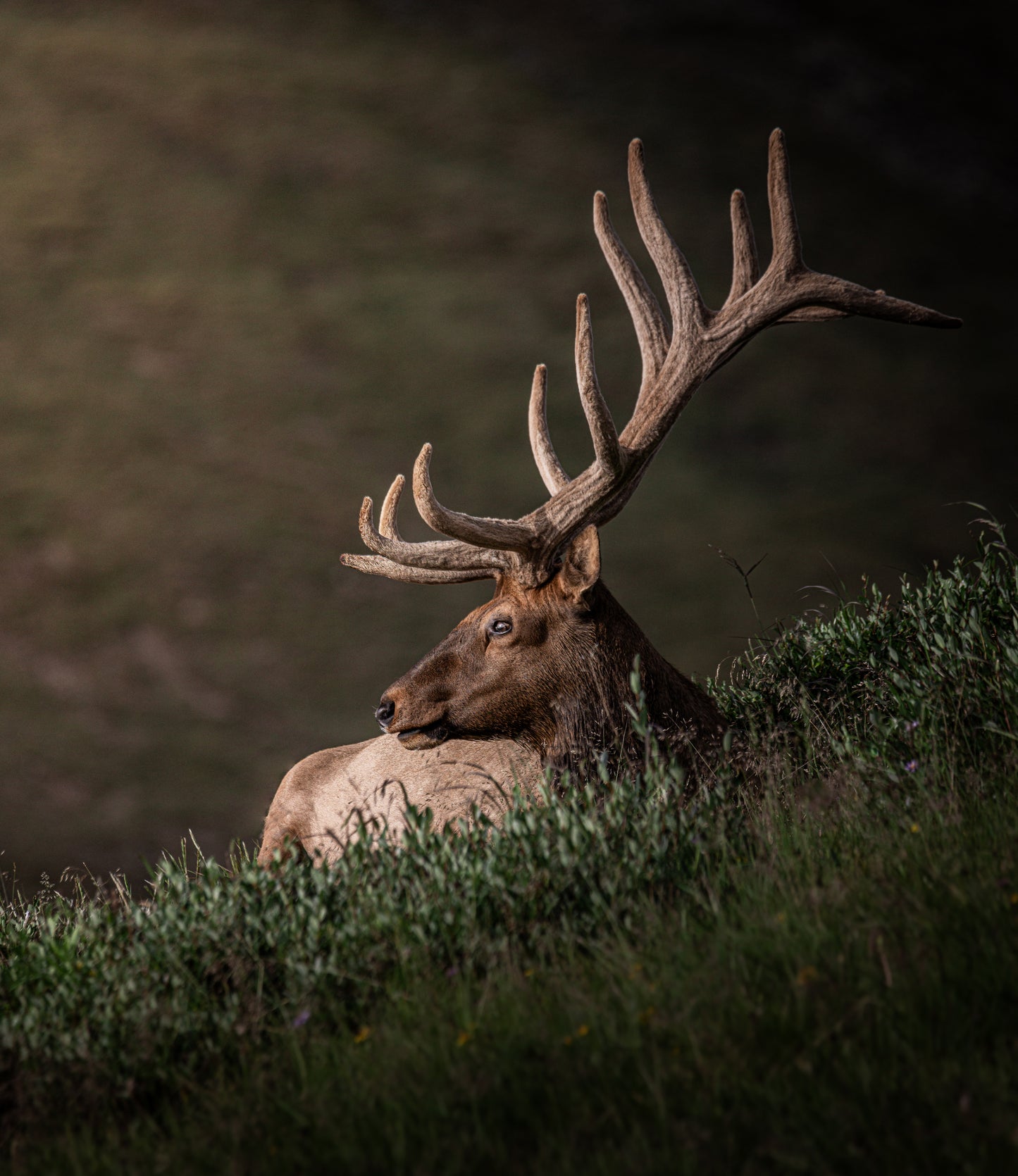 "VELVET DREAMS" BULL ELK PRINT