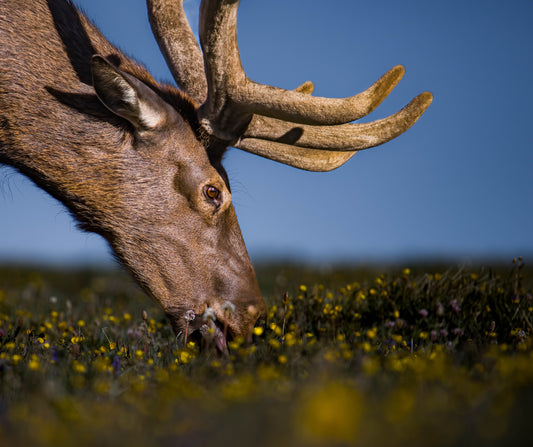 "VIBRANT" BULL ELK PRINT